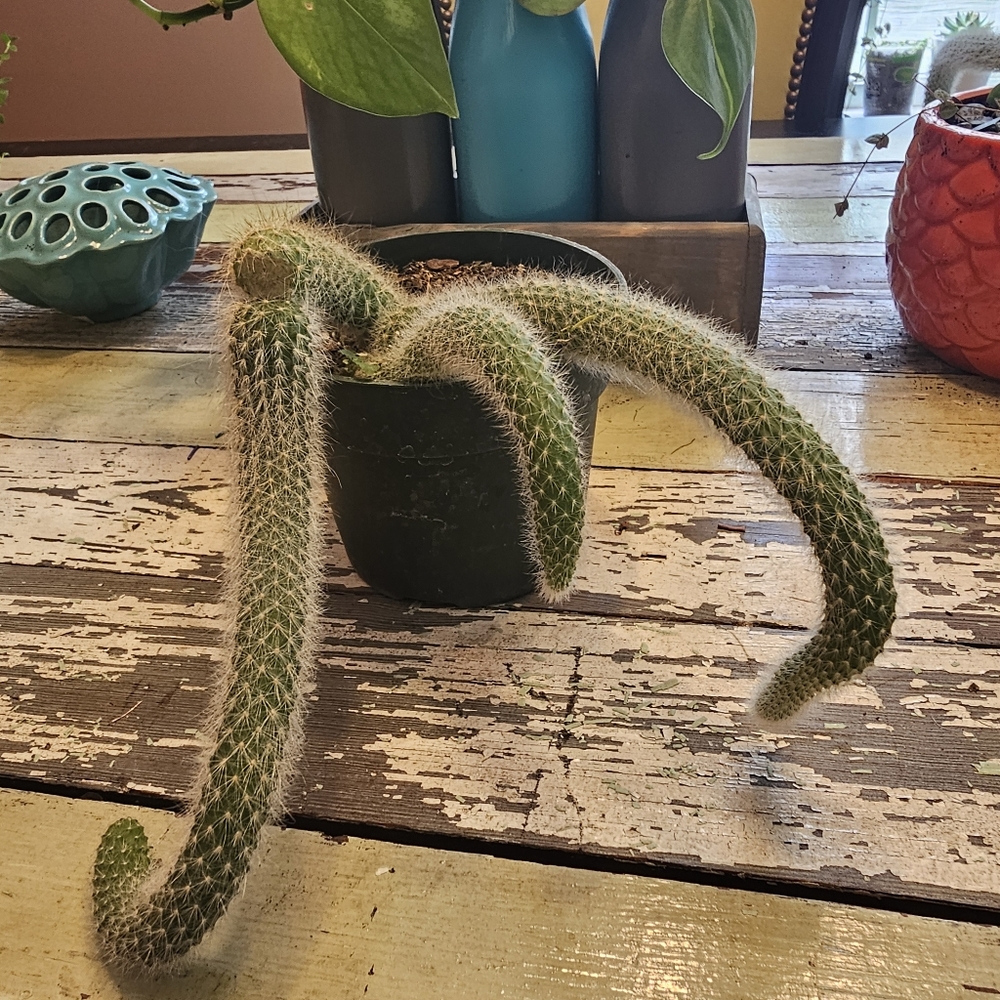 Monkeytail Cactus - Picture 4 of 8